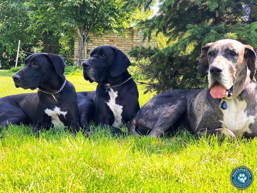Német dogok a SuperdogHome kertjében