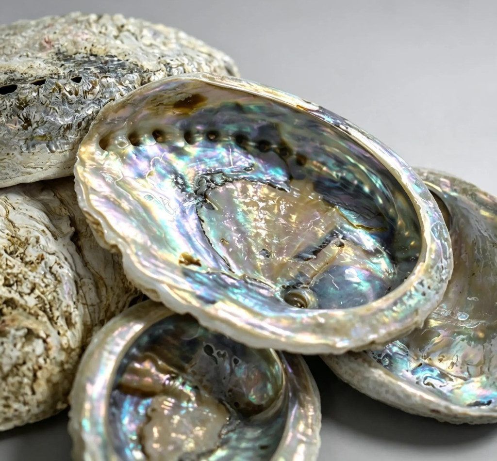Exkluzív abalone kagylótál