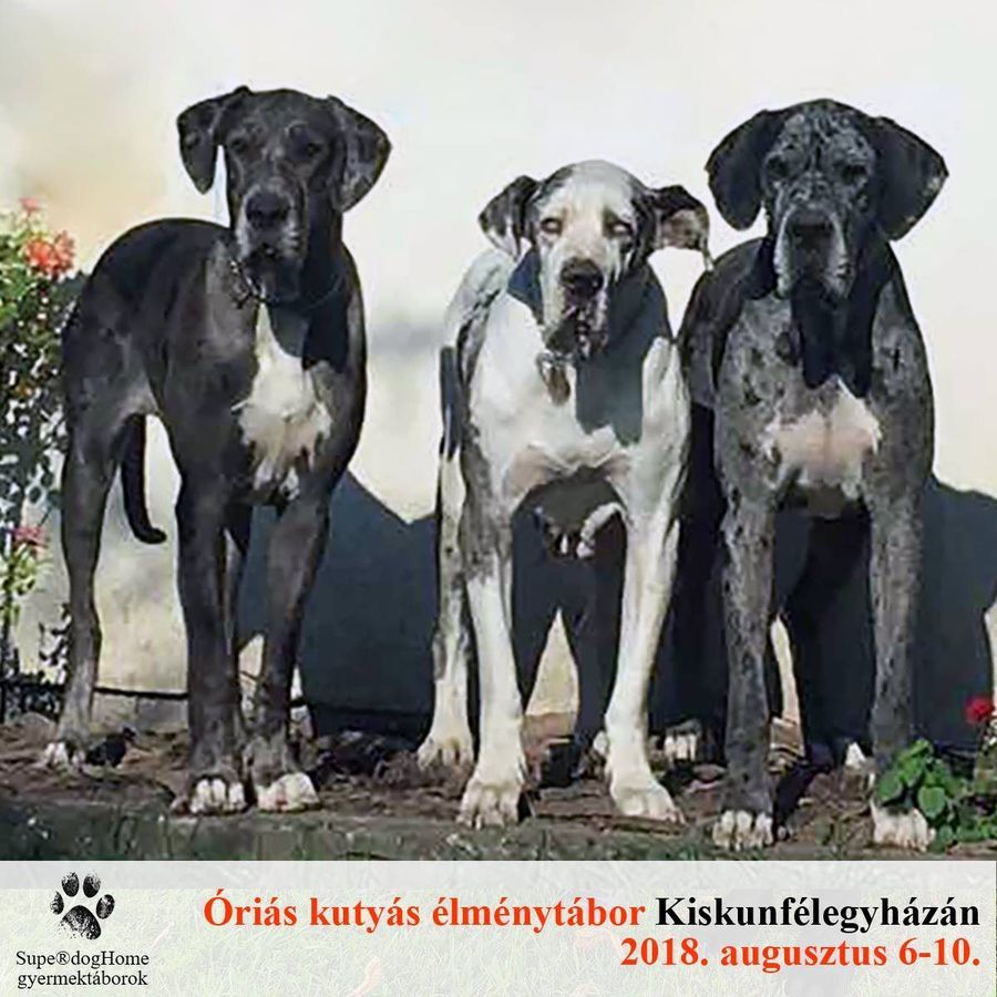 Óriáskutyás élménytábor, Kiskunfélegyháza, 2018